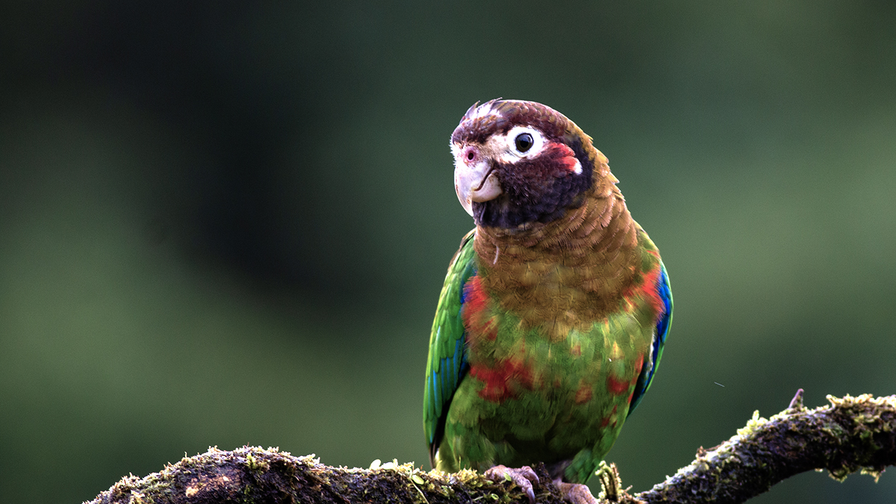 Brown-hooded Parrot